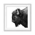 Picture of Buffalo Head _GroupedProduct_Square_Photography _GroupedProduct_Square_Framed_Matted_
