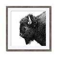 Picture of Buffalo Head _GroupedProduct_Square_Photography _GroupedProduct_Square_Framed_Matted_