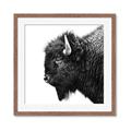 Picture of Buffalo Head _GroupedProduct_Square_Photography _GroupedProduct_Square_Framed_Matted_
