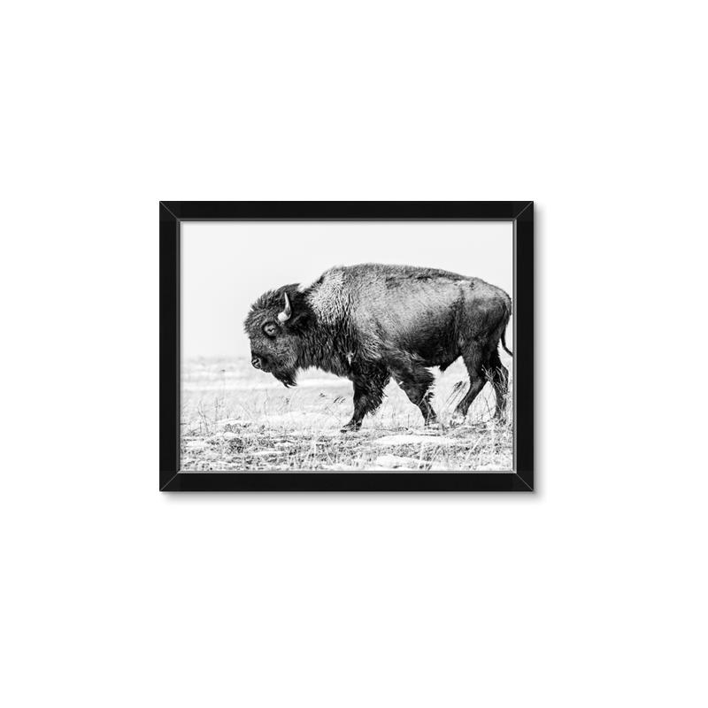 Picture of Buffalo March _GroupedProduct_Rectangle_Landscape_Photography _GroupedProduct_Rectangle_Landscape_Framed_Matted_