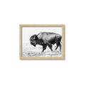 Picture of Buffalo March _GroupedProduct_Rectangle_Landscape_Photography _GroupedProduct_Rectangle_Landscape_Framed_Matted_
