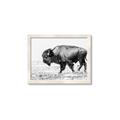 Picture of Buffalo March _GroupedProduct_Rectangle_Landscape_Photography _GroupedProduct_Rectangle_Landscape_Framed_Matted_