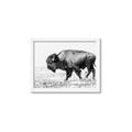 Picture of Buffalo March _GroupedProduct_Rectangle_Landscape_Photography _GroupedProduct_Rectangle_Landscape_Framed_Matted_