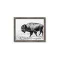 Picture of Buffalo March _GroupedProduct_Rectangle_Landscape_Photography _GroupedProduct_Rectangle_Landscape_Framed_Matted_