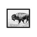 Picture of Buffalo March _GroupedProduct_Rectangle_Landscape_Photography _GroupedProduct_Rectangle_Landscape_Framed_Matted_