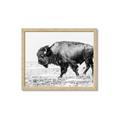 Picture of Buffalo March _GroupedProduct_Rectangle_Landscape_Photography _GroupedProduct_Rectangle_Landscape_Framed_Matted_