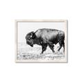Picture of Buffalo March _GroupedProduct_Rectangle_Landscape_Photography _GroupedProduct_Rectangle_Landscape_Framed_Matted_