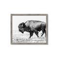 Picture of Buffalo March _GroupedProduct_Rectangle_Landscape_Photography _GroupedProduct_Rectangle_Landscape_Framed_Matted_
