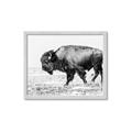 Picture of Buffalo March _GroupedProduct_Rectangle_Landscape_Photography _GroupedProduct_Rectangle_Landscape_Framed_Matted_