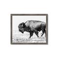 Picture of Buffalo March _GroupedProduct_Rectangle_Landscape_Photography _GroupedProduct_Rectangle_Landscape_Framed_Matted_