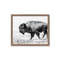 Picture of Buffalo March _GroupedProduct_Rectangle_Landscape_Photography _GroupedProduct_Rectangle_Landscape_Framed_Matted_