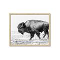 Picture of Buffalo March _GroupedProduct_Rectangle_Landscape_Photography _GroupedProduct_Rectangle_Landscape_Framed_Matted_