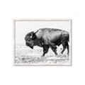 Picture of Buffalo March _GroupedProduct_Rectangle_Landscape_Photography _GroupedProduct_Rectangle_Landscape_Framed_Matted_