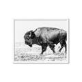 Picture of Buffalo March _GroupedProduct_Rectangle_Landscape_Photography _GroupedProduct_Rectangle_Landscape_Framed_Matted_
