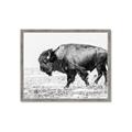Picture of Buffalo March _GroupedProduct_Rectangle_Landscape_Photography _GroupedProduct_Rectangle_Landscape_Framed_Matted_