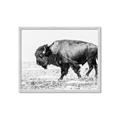 Picture of Buffalo March _GroupedProduct_Rectangle_Landscape_Photography _GroupedProduct_Rectangle_Landscape_Framed_Matted_