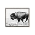 Picture of Buffalo March _GroupedProduct_Rectangle_Landscape_Photography _GroupedProduct_Rectangle_Landscape_Framed_Matted_