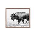 Picture of Buffalo March _GroupedProduct_Rectangle_Landscape_Photography _GroupedProduct_Rectangle_Landscape_Framed_Matted_
