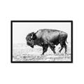 Picture of Buffalo March _GroupedProduct_Rectangle_Landscape_Photography _GroupedProduct_Rectangle_Landscape_Framed_Matted_