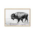 Picture of Buffalo March _GroupedProduct_Rectangle_Landscape_Photography _GroupedProduct_Rectangle_Landscape_Framed_Matted_