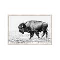Picture of Buffalo March _GroupedProduct_Rectangle_Landscape_Photography _GroupedProduct_Rectangle_Landscape_Framed_Matted_