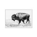 Picture of Buffalo March _GroupedProduct_Rectangle_Landscape_Photography _GroupedProduct_Rectangle_Landscape_Framed_Matted_
