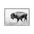 Picture of Buffalo March _GroupedProduct_Rectangle_Landscape_Photography _GroupedProduct_Rectangle_Landscape_Framed_Matted_