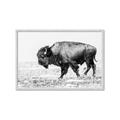 Picture of Buffalo March _GroupedProduct_Rectangle_Landscape_Photography _GroupedProduct_Rectangle_Landscape_Framed_Matted_