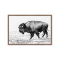 Picture of Buffalo March _GroupedProduct_Rectangle_Landscape_Photography _GroupedProduct_Rectangle_Landscape_Framed_Matted_