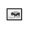 Picture of Buffalo March _GroupedProduct_Rectangle_Landscape_Photography _GroupedProduct_Rectangle_Landscape_Framed_Matted_