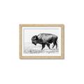 Picture of Buffalo March _GroupedProduct_Rectangle_Landscape_Photography _GroupedProduct_Rectangle_Landscape_Framed_Matted_