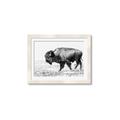 Picture of Buffalo March _GroupedProduct_Rectangle_Landscape_Photography _GroupedProduct_Rectangle_Landscape_Framed_Matted_