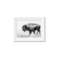 Picture of Buffalo March _GroupedProduct_Rectangle_Landscape_Photography _GroupedProduct_Rectangle_Landscape_Framed_Matted_