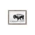 Picture of Buffalo March _GroupedProduct_Rectangle_Landscape_Photography _GroupedProduct_Rectangle_Landscape_Framed_Matted_