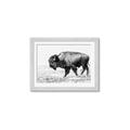 Picture of Buffalo March _GroupedProduct_Rectangle_Landscape_Photography _GroupedProduct_Rectangle_Landscape_Framed_Matted_