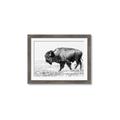 Picture of Buffalo March _GroupedProduct_Rectangle_Landscape_Photography _GroupedProduct_Rectangle_Landscape_Framed_Matted_