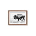 Picture of Buffalo March _GroupedProduct_Rectangle_Landscape_Photography _GroupedProduct_Rectangle_Landscape_Framed_Matted_