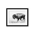 Picture of Buffalo March _GroupedProduct_Rectangle_Landscape_Photography _GroupedProduct_Rectangle_Landscape_Framed_Matted_
