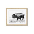 Picture of Buffalo March _GroupedProduct_Rectangle_Landscape_Photography _GroupedProduct_Rectangle_Landscape_Framed_Matted_