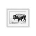 Picture of Buffalo March _GroupedProduct_Rectangle_Landscape_Photography _GroupedProduct_Rectangle_Landscape_Framed_Matted_