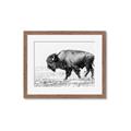 Picture of Buffalo March _GroupedProduct_Rectangle_Landscape_Photography _GroupedProduct_Rectangle_Landscape_Framed_Matted_
