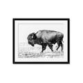 Picture of Buffalo March _GroupedProduct_Rectangle_Landscape_Photography _GroupedProduct_Rectangle_Landscape_Framed_Matted_