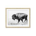 Picture of Buffalo March _GroupedProduct_Rectangle_Landscape_Photography _GroupedProduct_Rectangle_Landscape_Framed_Matted_
