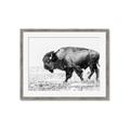 Picture of Buffalo March _GroupedProduct_Rectangle_Landscape_Photography _GroupedProduct_Rectangle_Landscape_Framed_Matted_