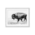 Picture of Buffalo March _GroupedProduct_Rectangle_Landscape_Photography _GroupedProduct_Rectangle_Landscape_Framed_Matted_