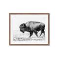 Picture of Buffalo March _GroupedProduct_Rectangle_Landscape_Photography _GroupedProduct_Rectangle_Landscape_Framed_Matted_