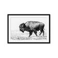 Picture of Buffalo March _GroupedProduct_Rectangle_Landscape_Photography _GroupedProduct_Rectangle_Landscape_Framed_Matted_