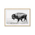 Picture of Buffalo March _GroupedProduct_Rectangle_Landscape_Photography _GroupedProduct_Rectangle_Landscape_Framed_Matted_