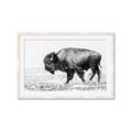 Picture of Buffalo March _GroupedProduct_Rectangle_Landscape_Photography _GroupedProduct_Rectangle_Landscape_Framed_Matted_