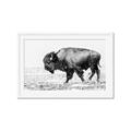 Picture of Buffalo March _GroupedProduct_Rectangle_Landscape_Photography _GroupedProduct_Rectangle_Landscape_Framed_Matted_